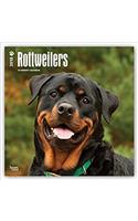 Rottweilers 2018 Calendar