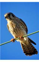 Kestrel Bird Journal