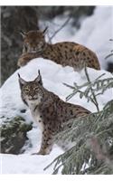 The Lynx in Winter Journal: 150 page lined notebook/diary