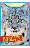 Bobcats