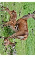 Mother Deer and Two Fawns in a Meadow Journal