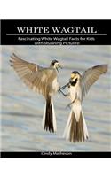 White Wagtail: Fascinating White Wagtail Facts for Kids with Stunning Pictures!