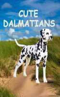 Cute dalmatians