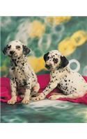 School Composition Book Dalmatian Puppies Dog Photo 130 Pages: (Notebook, Diary, Blank Book)(Pet Photo Composition Notebooks)