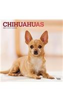Chihuahuas 2020 Square Foil