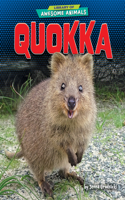 Quokka