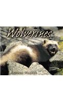 Wolverines