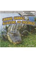 Caimans, Gharials, Alligators, and Crocodiles