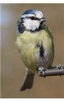 Blue Tit at the Bird Feeder Journal: 150 Page Lined Notebook/Diary