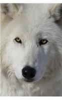 Say Hello to the Arctic Wolf Journal