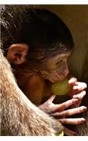 Cute Little Barbary Macaque Baby Eating a Grape Journal