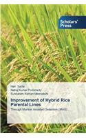 Improvement of Hybrid Rice Parental Lines