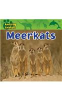 Meerkats