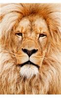 African Male Lion Close Up Journal: 150 Page Lined Notebook/Diary
