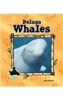 Beluga Whales