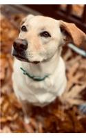 Labrador Retriever Dog Pup Puppy Doggie Notebook Bullet Journal Diary Composition Book Notepad - Playing in Foliage
