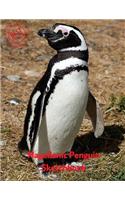 Magellanic Penguin Sketchbook