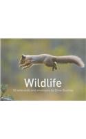 Wildlife by Drew Buckley - 10 Notecards and Envelopes