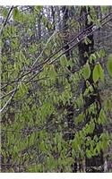 Journal Forest Spring Growth: (Notebook, Diary, Blank Book)