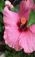 Pink Hibiscus Flower Notebook