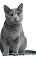 Chartreux Cat Affirmations Workbook Chartreux Cat Presents: Positive and Loving Affirmations Workbook. Includes: Mentoring Questions, Guidance, Supporting You.