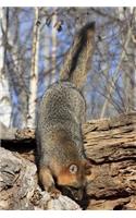 Grey Fox Chasing Mouse Into Log: 150 Page Lined Notebook/Diary