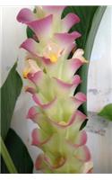 My Ginger Flower Notebook: Such Beauty with This Tropical Flower. a Great Sized Composition Notebook Which Is Perfect to Jot Down Any Ideas or Anything for School or Study Gro