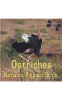 Ostriches