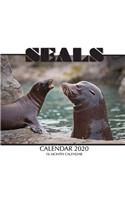 Seals Calendar 2020: 16 Month Calendar