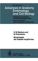 Morphologie Der Papillae Fungiformes