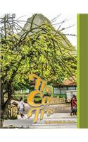Calabash Tree