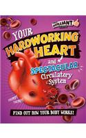 Your Hardworking Heart and Spectacular Circulatory System