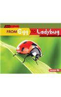 From Egg to Ladybug: (Start to Finish, Second Series)