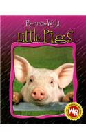 Little Pigs