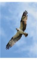 Osprey in Flight Journal: 150 page lined notebook/diary