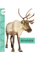 Reindeer