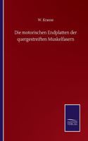 Die motorischen Endplatten der quergestreiften Muskelfasern