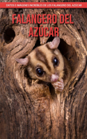 Falangero del azúcar