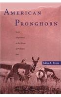American Pronghorn