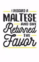 I Rescued a Maltese and She Returned the Favor