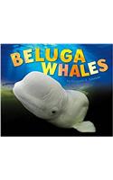 Beluga Whales
