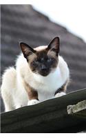 Siamese Cat Checking You Out Journal: 150 page lined notebook/diary