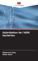 Hybridation de l'ADN bactérien