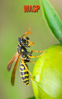 Wasp