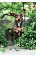 Dachshund January Notebook Dachshund Record, Log, Diary, Special Memories, To Do List, Academic Notepad, Scrapbook & More