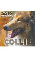 Collie 2019 Mini Wall Calendar