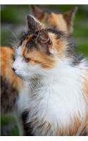 Mind Blowing House Cat Journal
