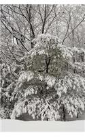 Snow Covered Evergreen Scenic Winter Photo Journal