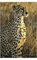 Sitting Cheetah Journal