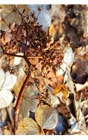 Dried Up Hydrangea Blooms Journal